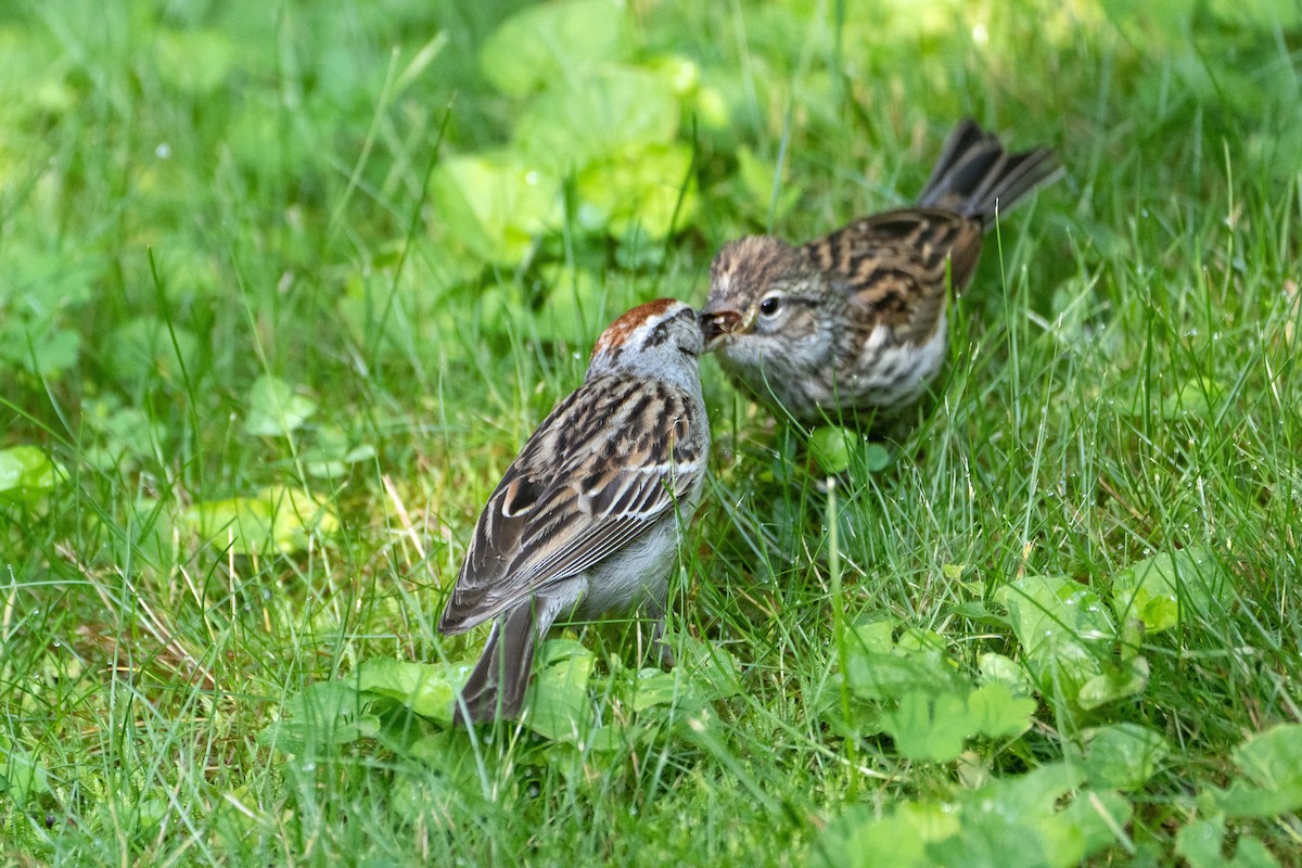Chipping Sparrow - ML638992125