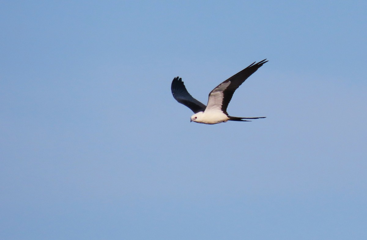 Swallow-tailed Kite - ML638992132