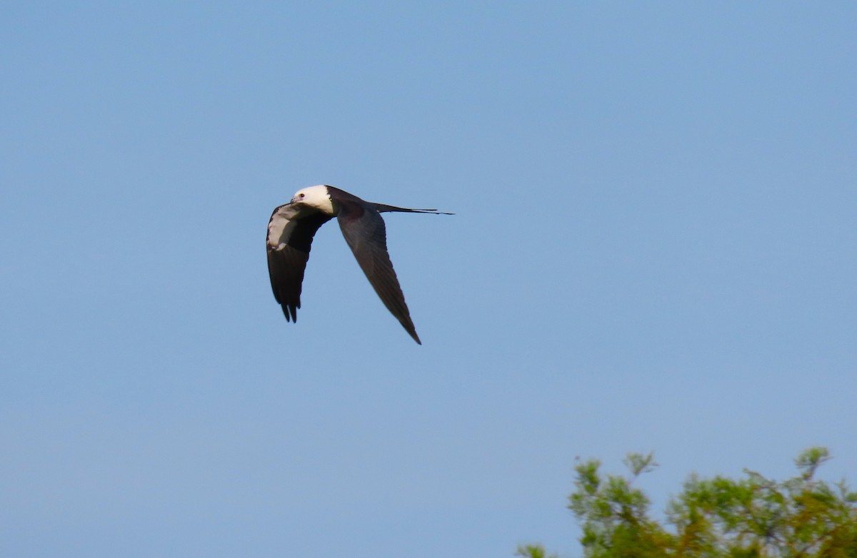 Swallow-tailed Kite - ML638992133