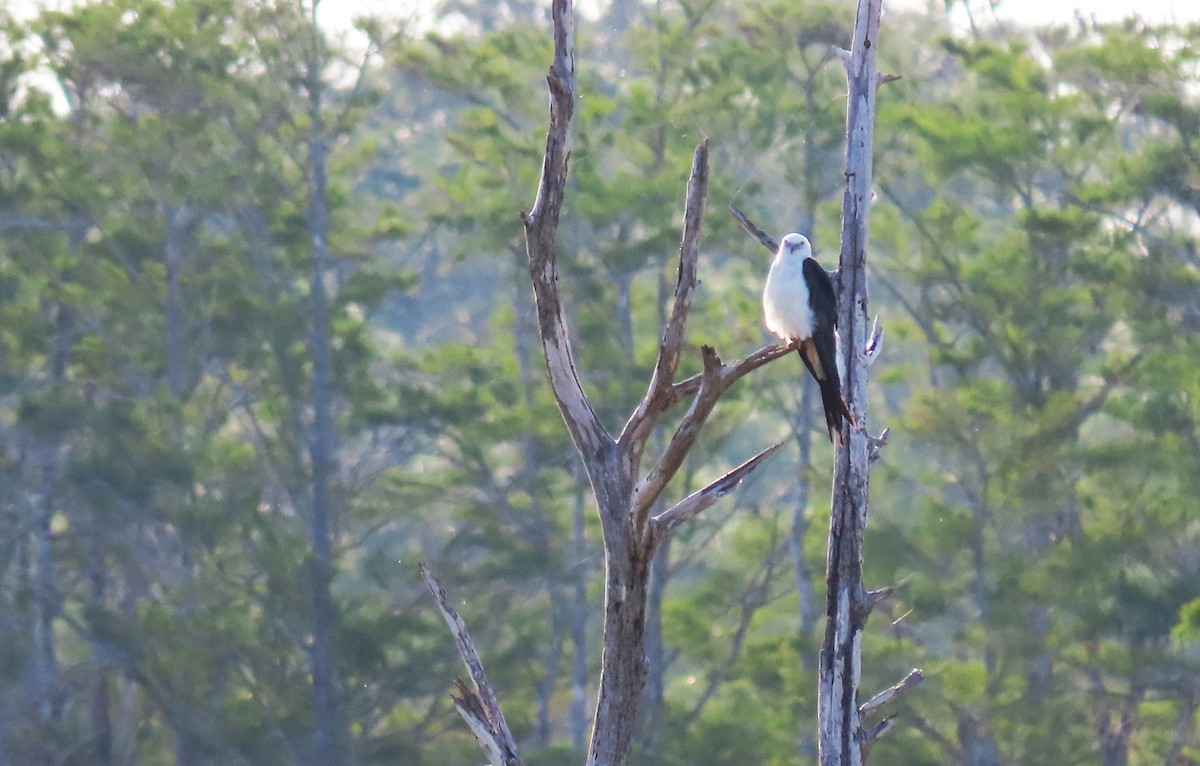 Swallow-tailed Kite - ML638992134