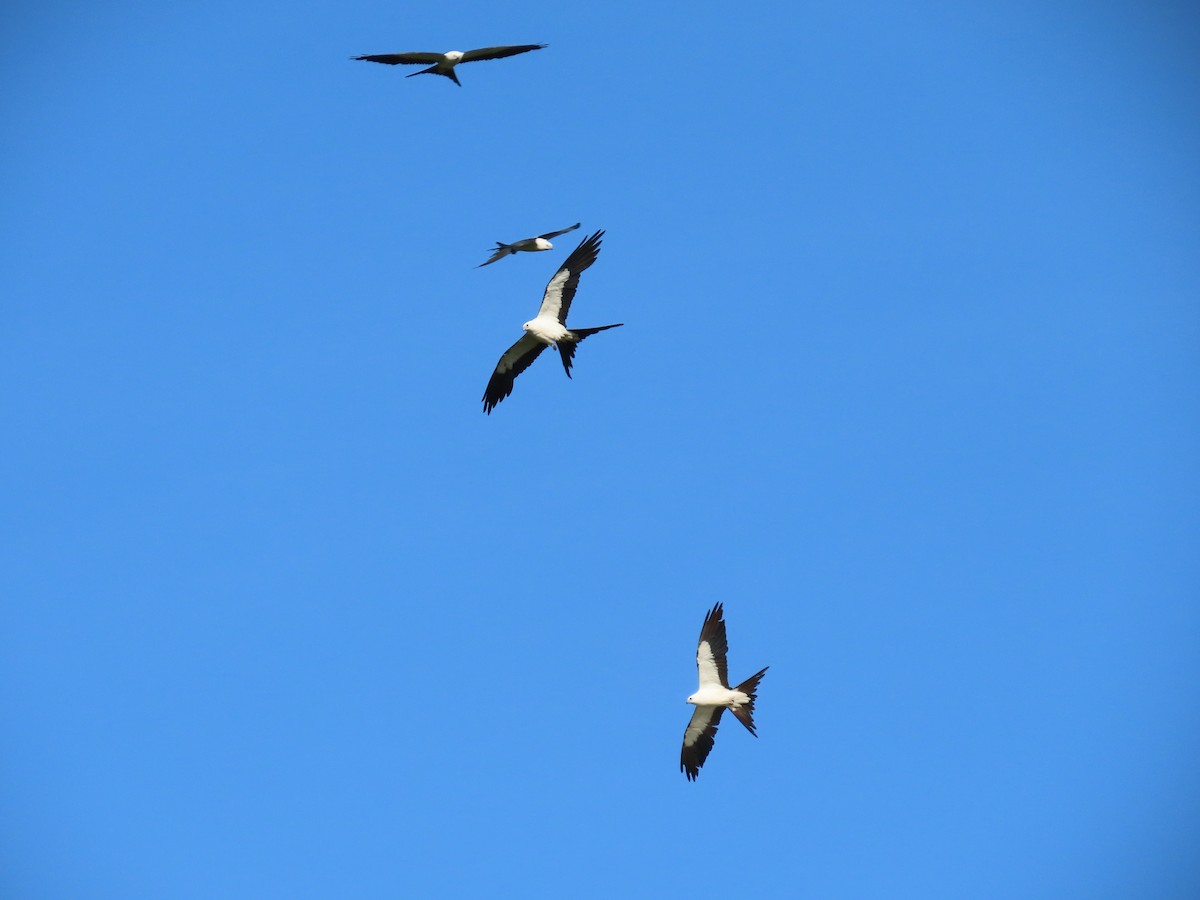 Swallow-tailed Kite - ML638992152