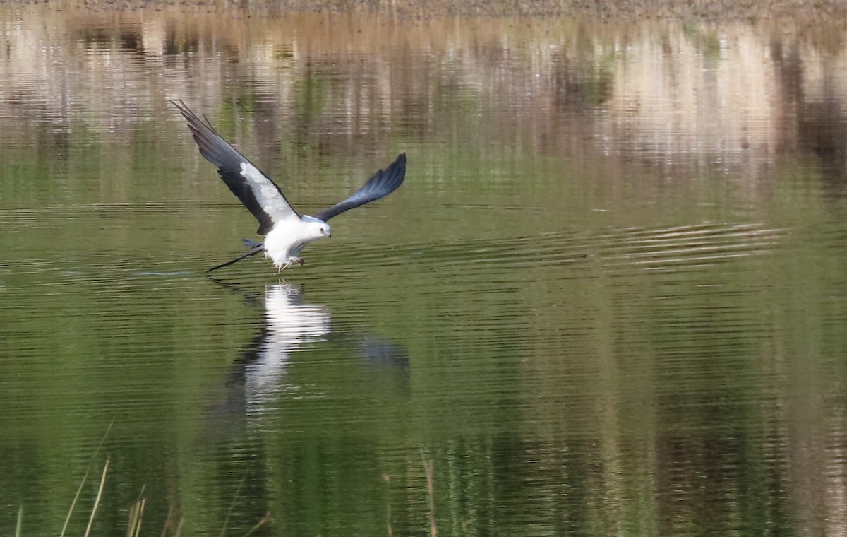 Swallow-tailed Kite - ML638992161