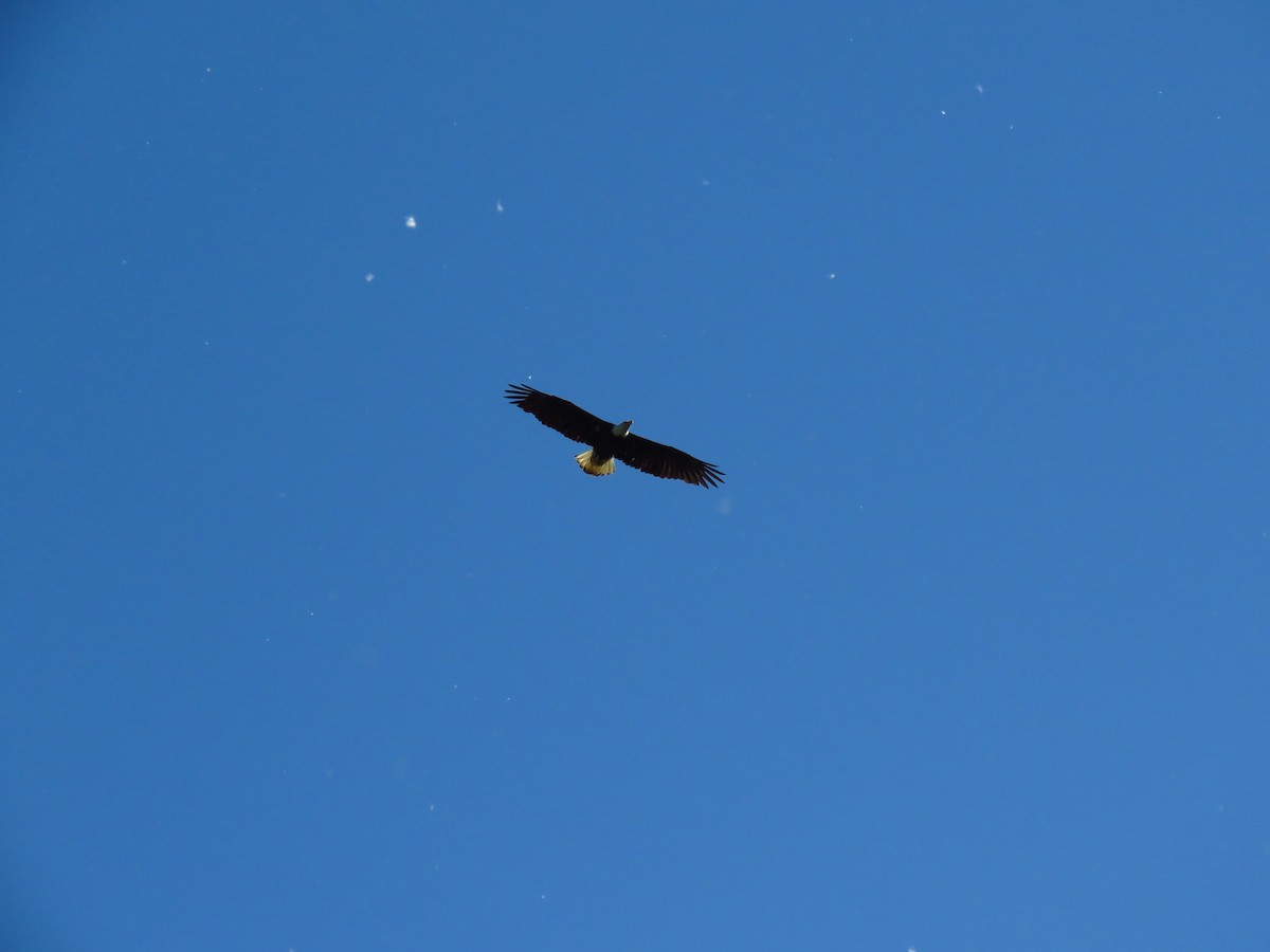 Bald Eagle - ML638992162