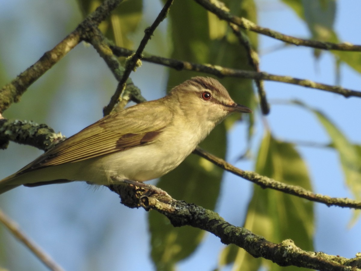 Red-eyed Vireo - ML638992252