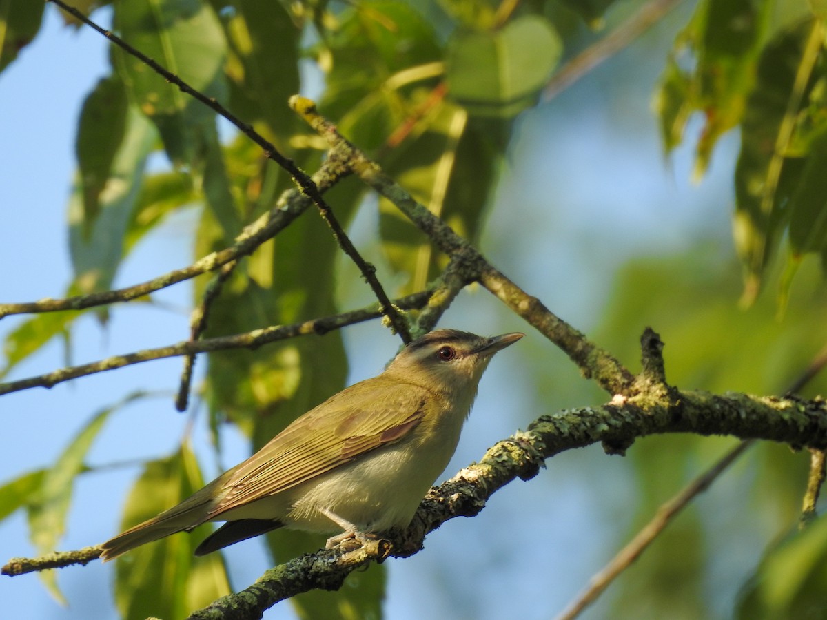 Red-eyed Vireo - ML638992253