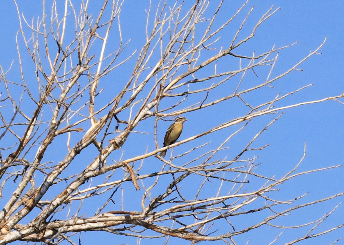 Black-headed Grosbeak - ML638992294