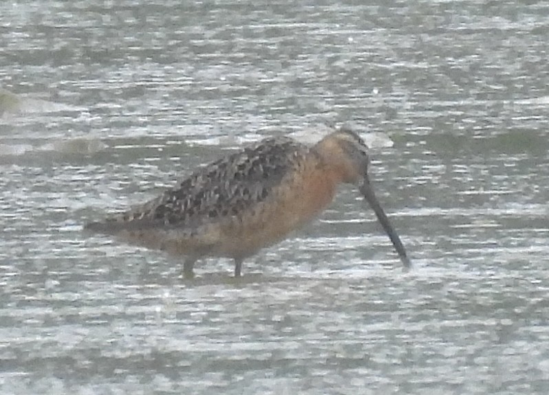 Short-billed Dowitcher - ML638992299