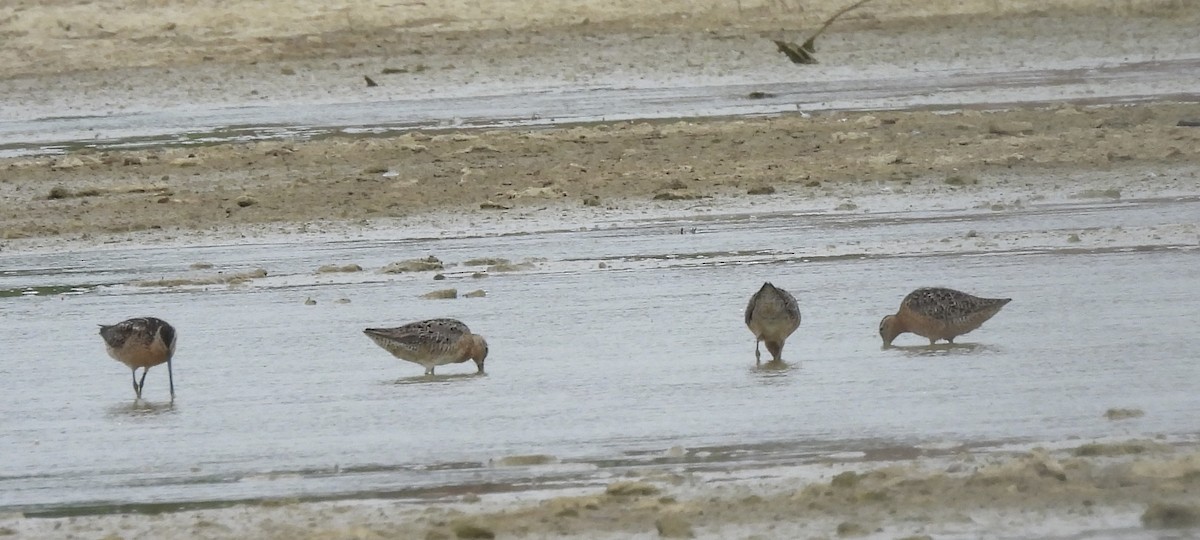 Short-billed Dowitcher - ML638992300