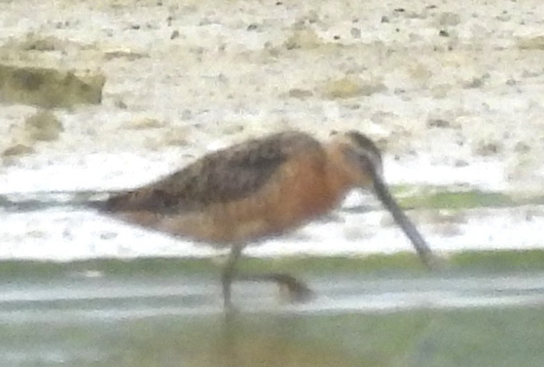 Short-billed Dowitcher - ML638992301