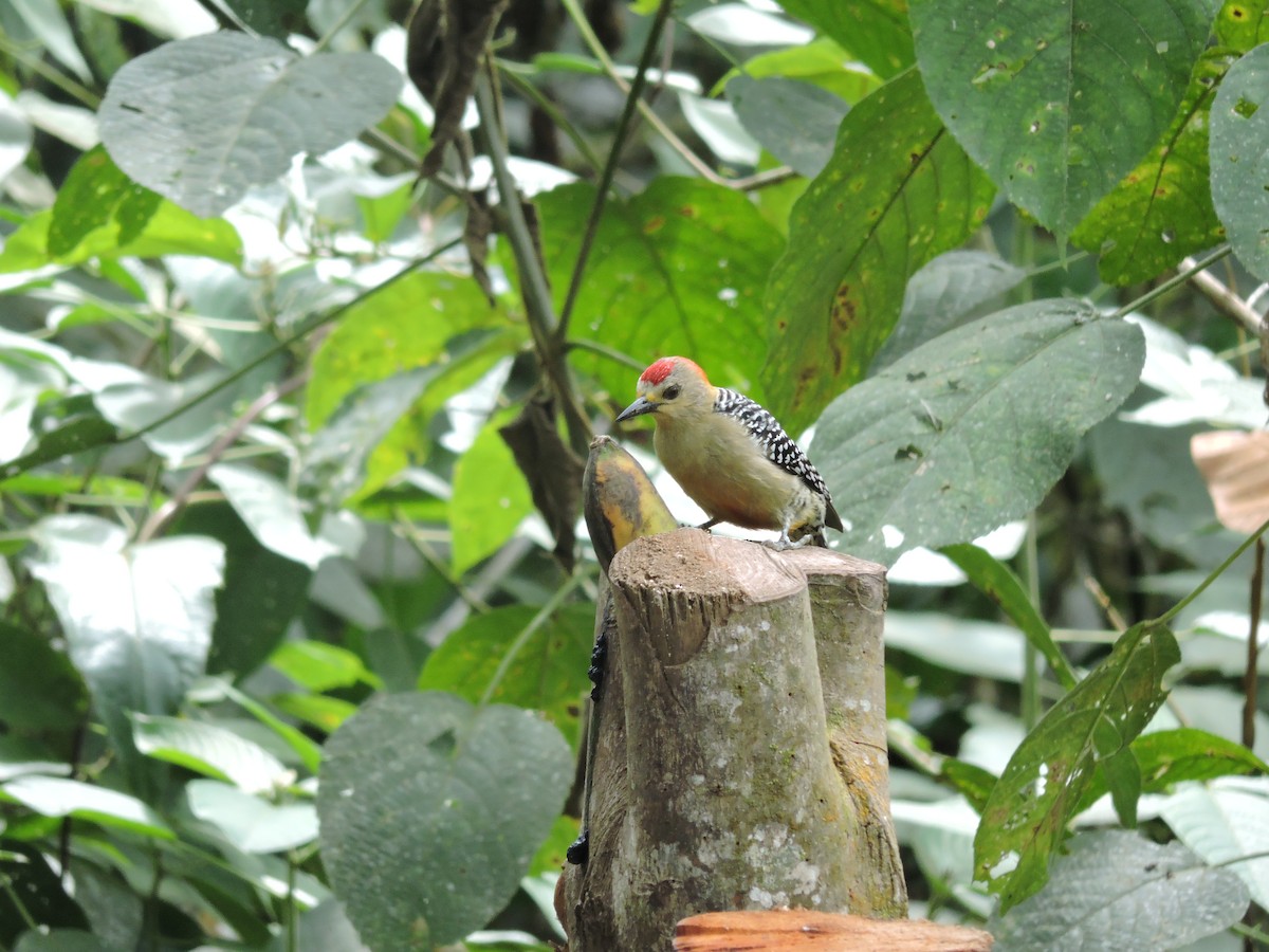Red-crowned Woodpecker - ML638992305