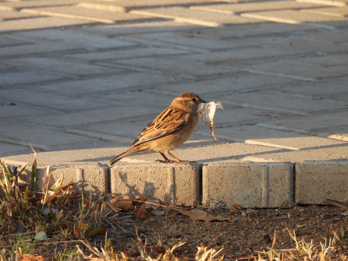 House Sparrow - ML638992306