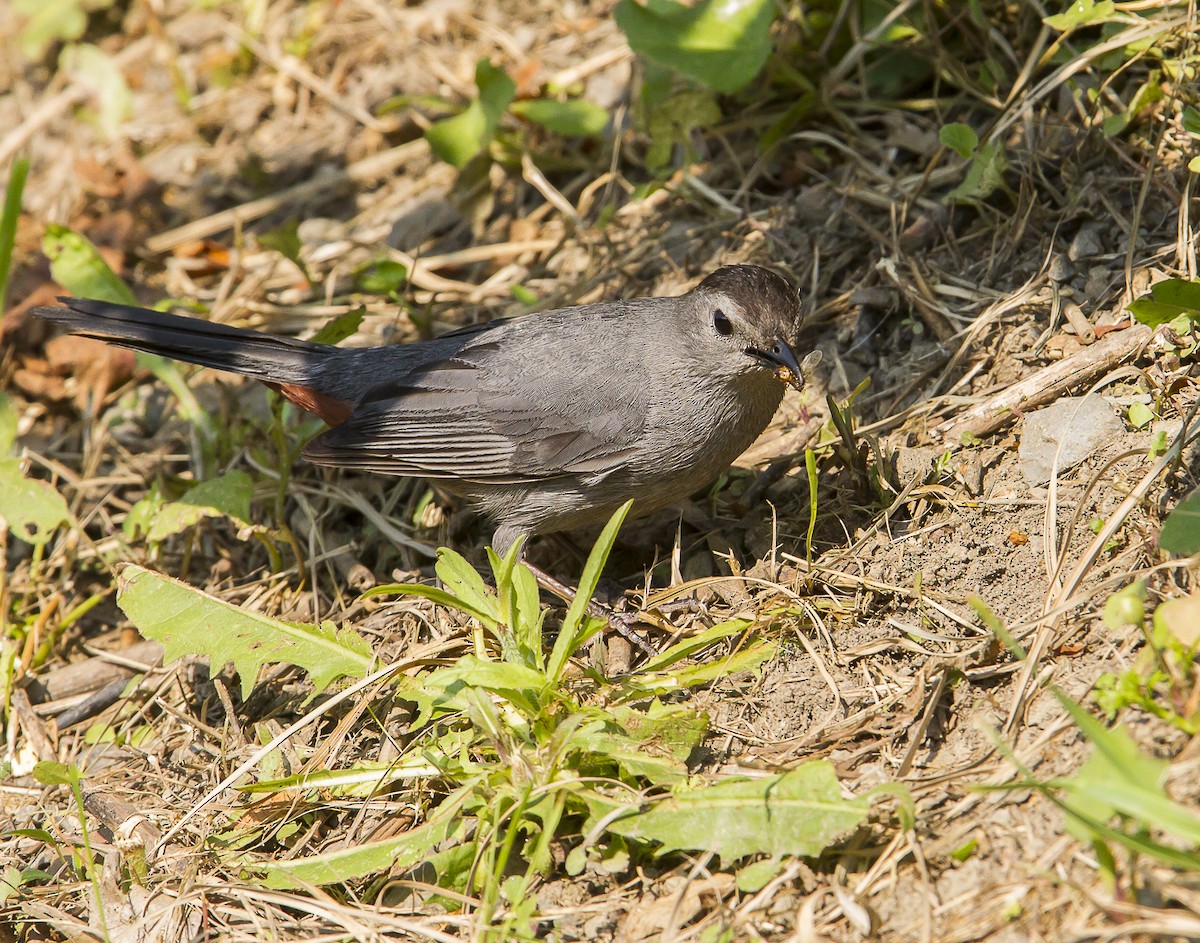 Gray Catbird - ML638992307