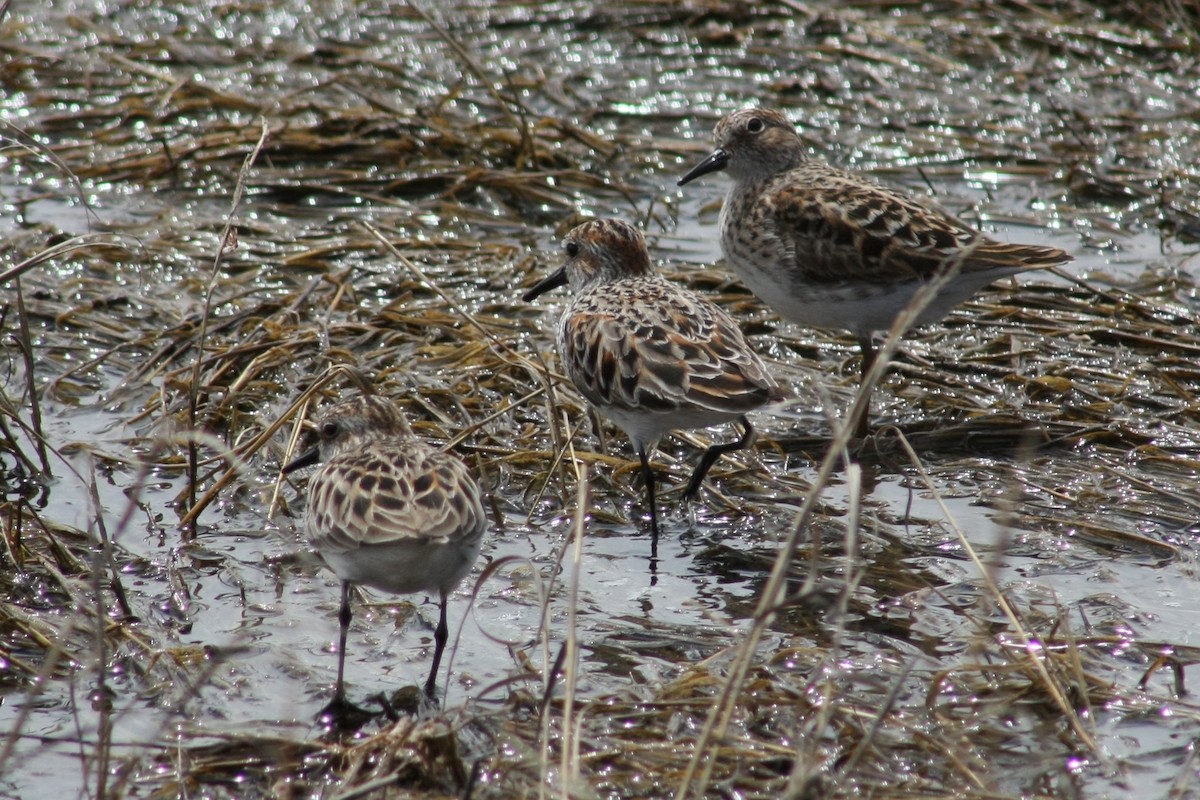 Western Sandpiper - ML63899231