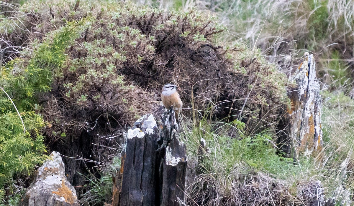 Rock Bunting - ML638992311