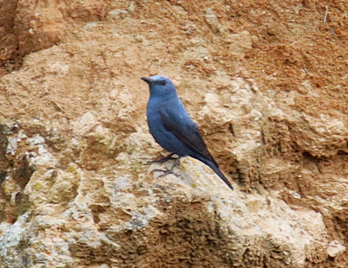 Blue Rock-Thrush - ML638992315