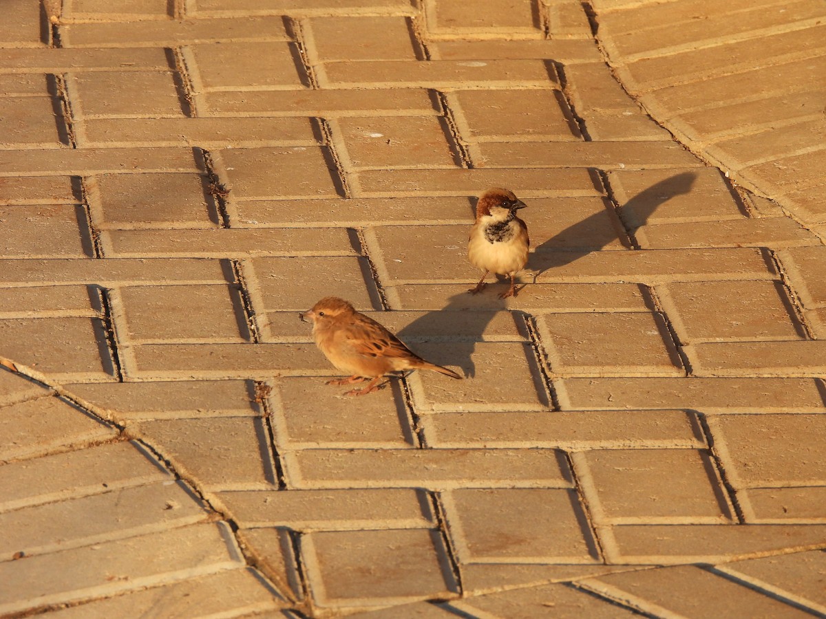 House Sparrow - ML638992319