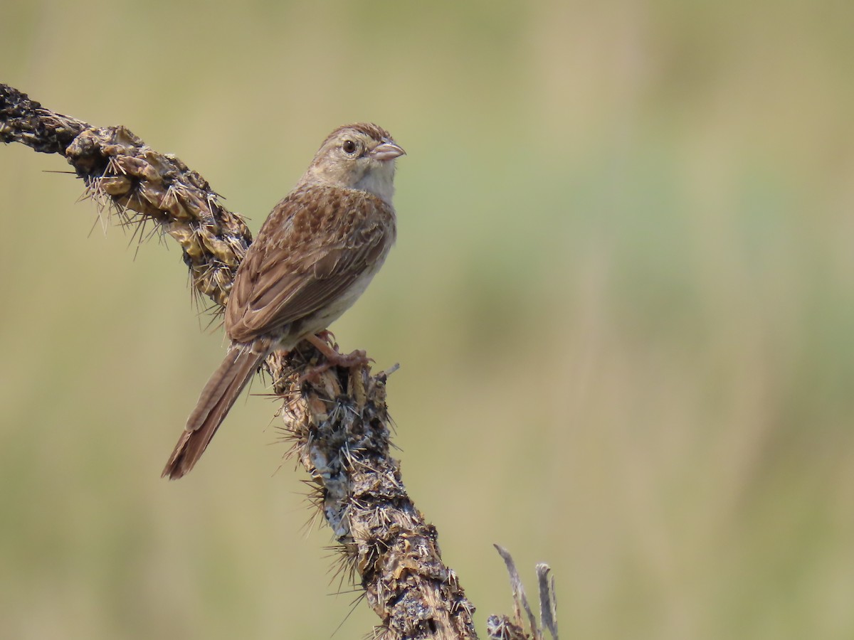 Cassin's Sparrow - ML638992323