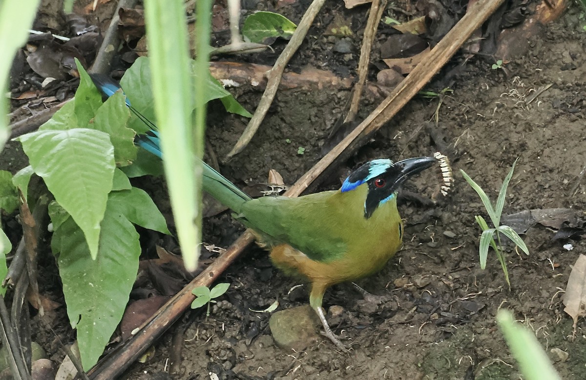 Whooping Motmot - ML638992325