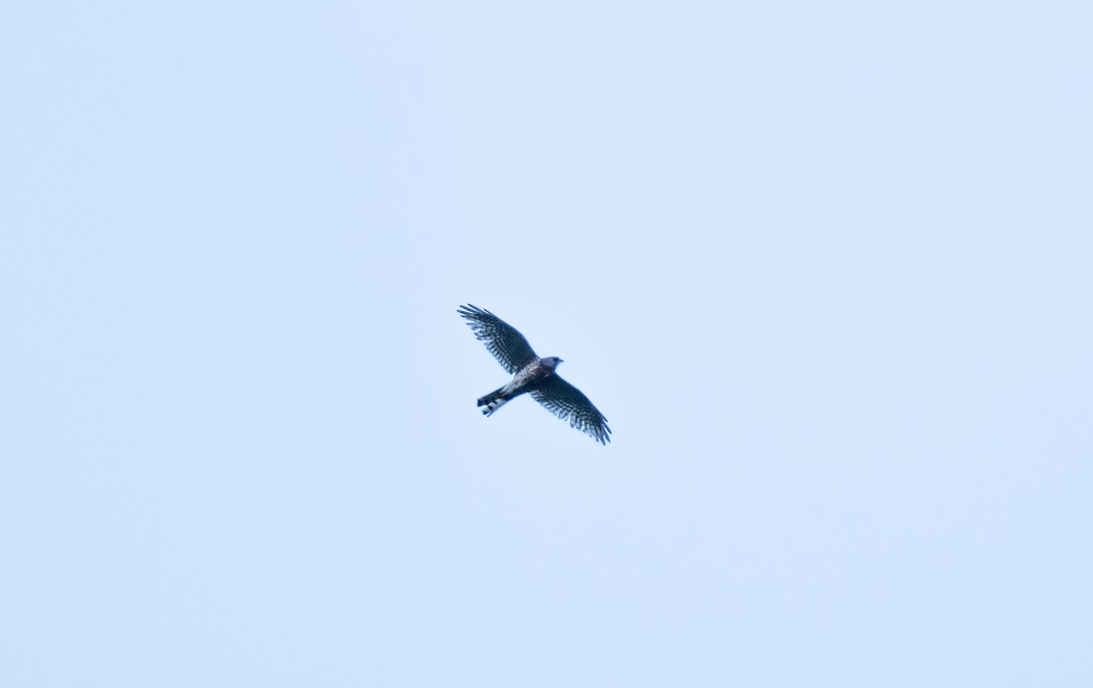 Eurasian Sparrowhawk - ML638992326