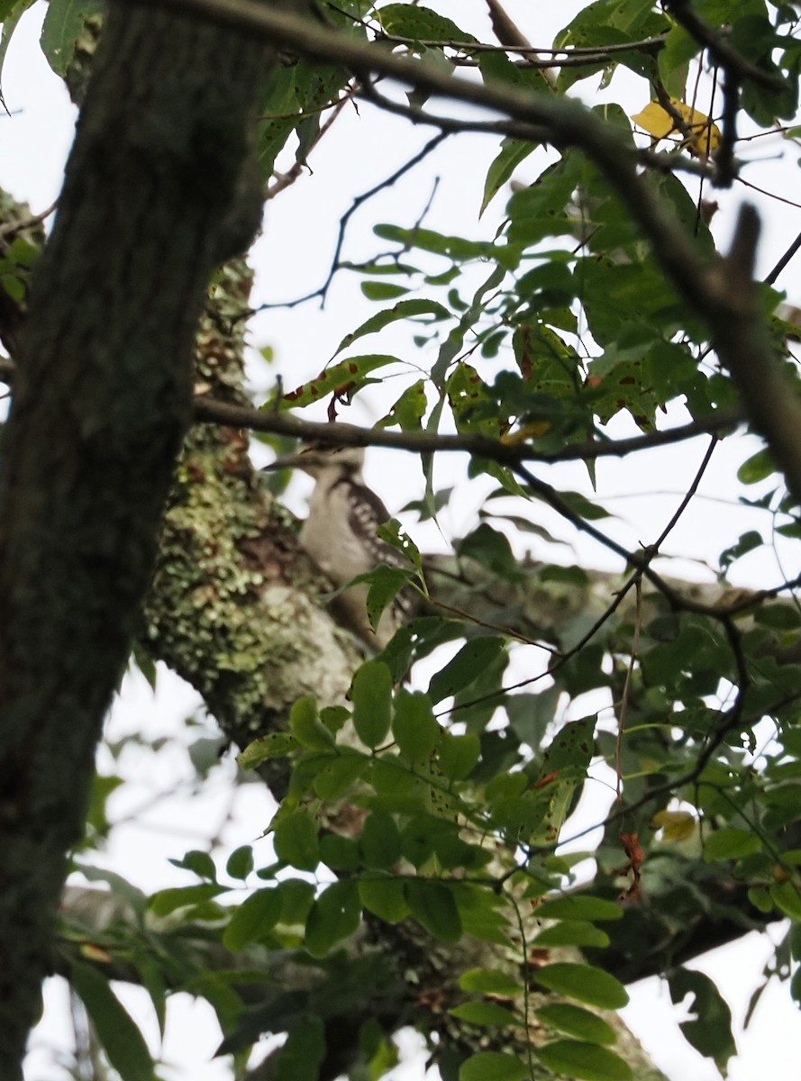 Hairy Woodpecker - ML638992329
