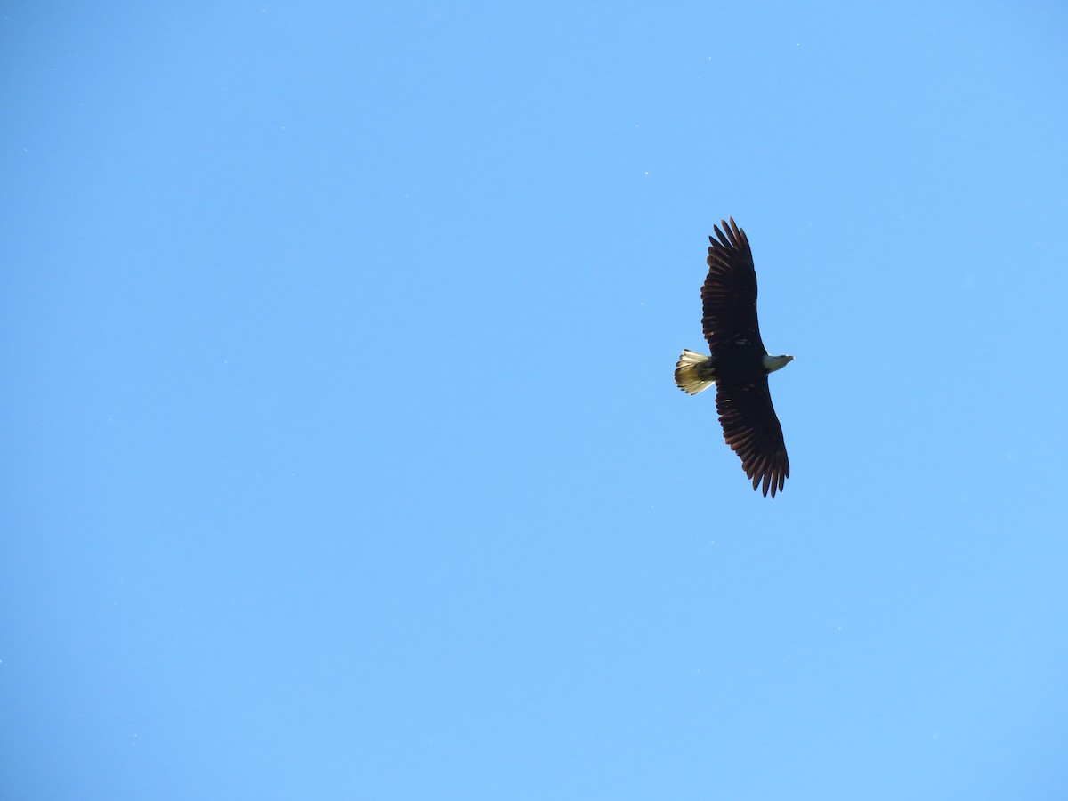 Bald Eagle - ML638992331