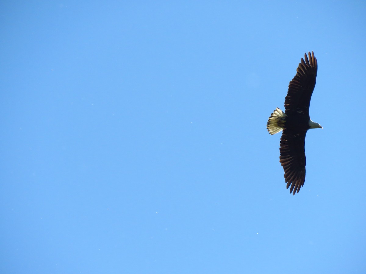 Bald Eagle - ML638992332