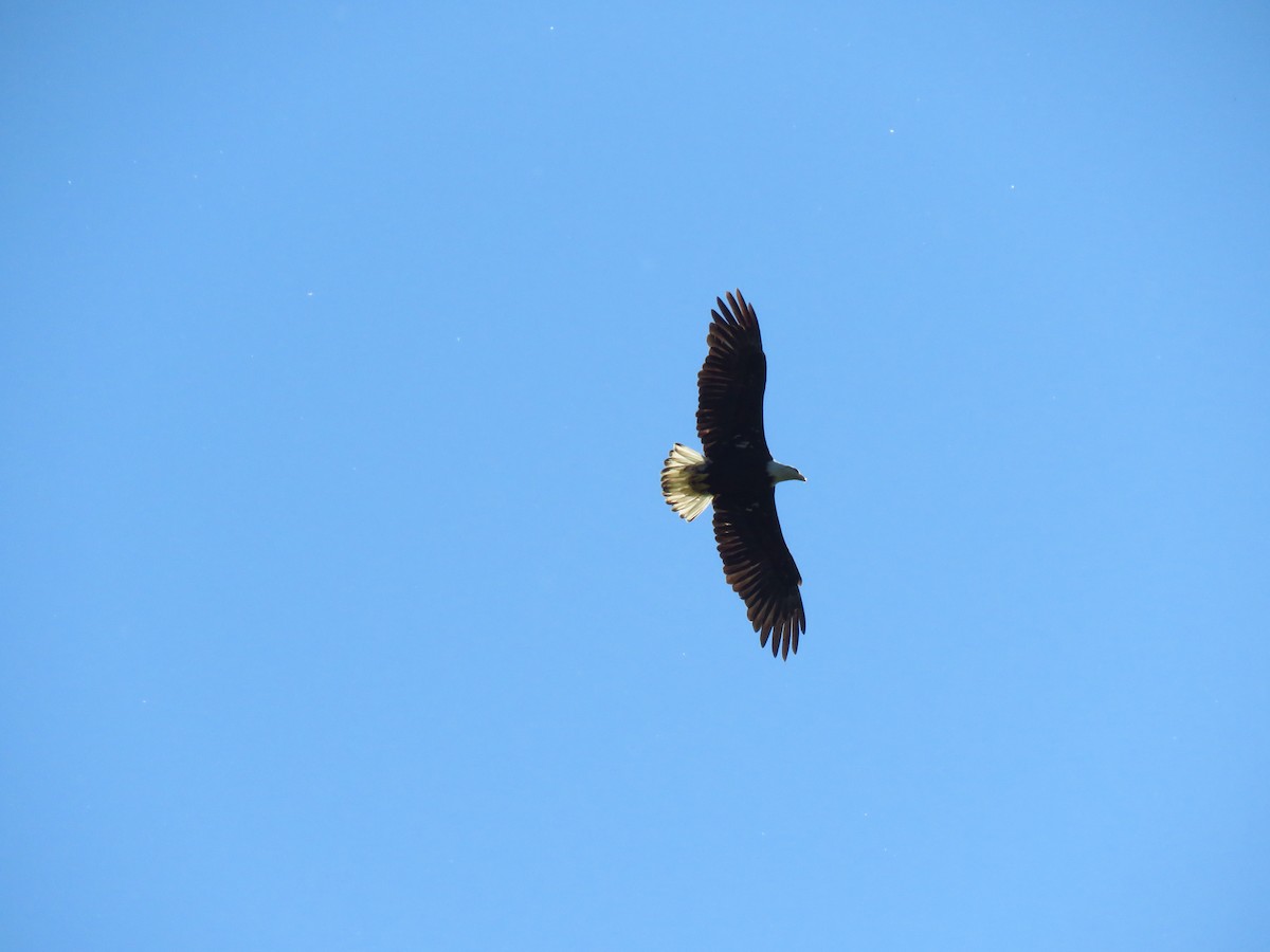Bald Eagle - ML638992333