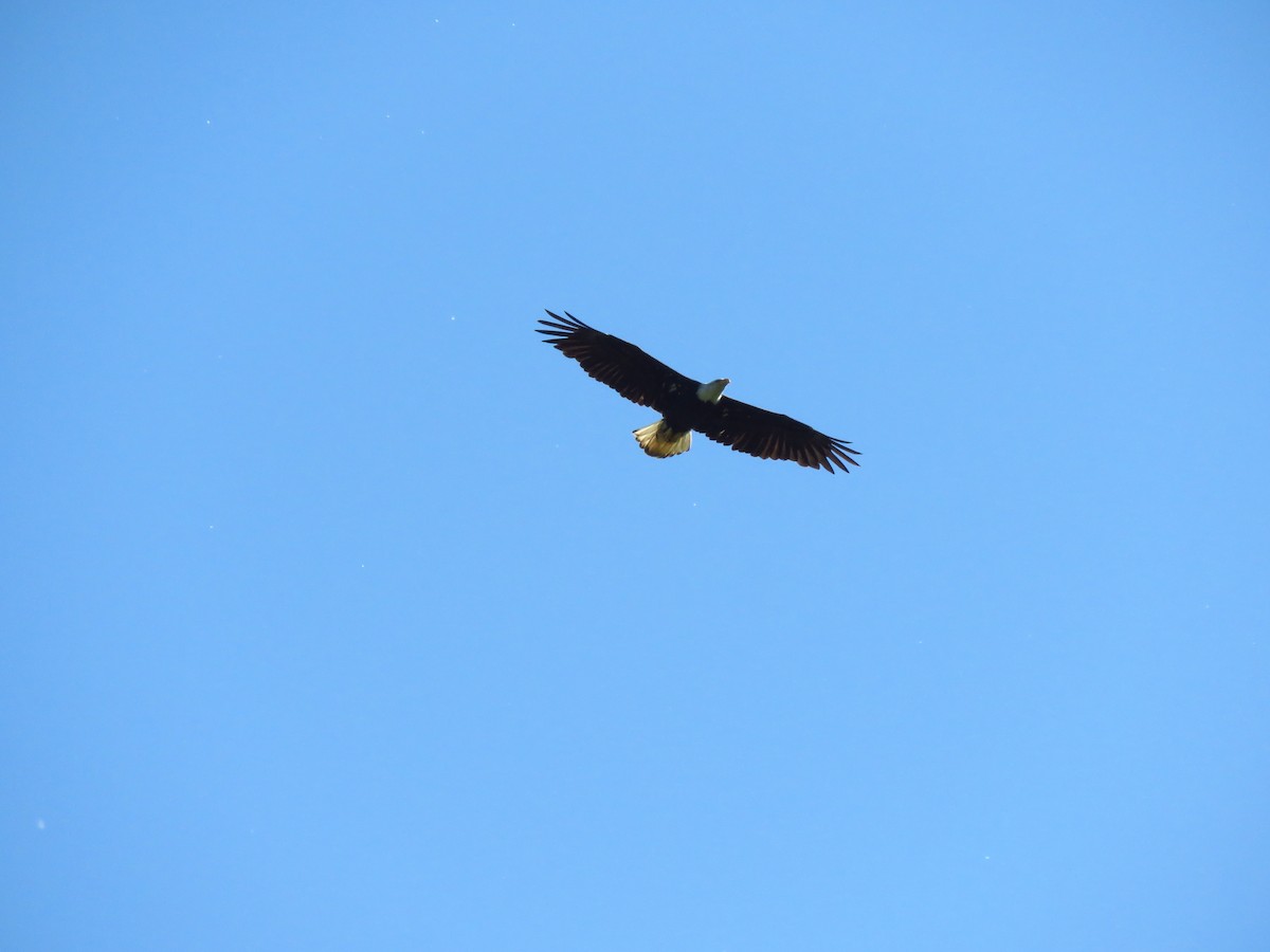 Bald Eagle - ML638992334