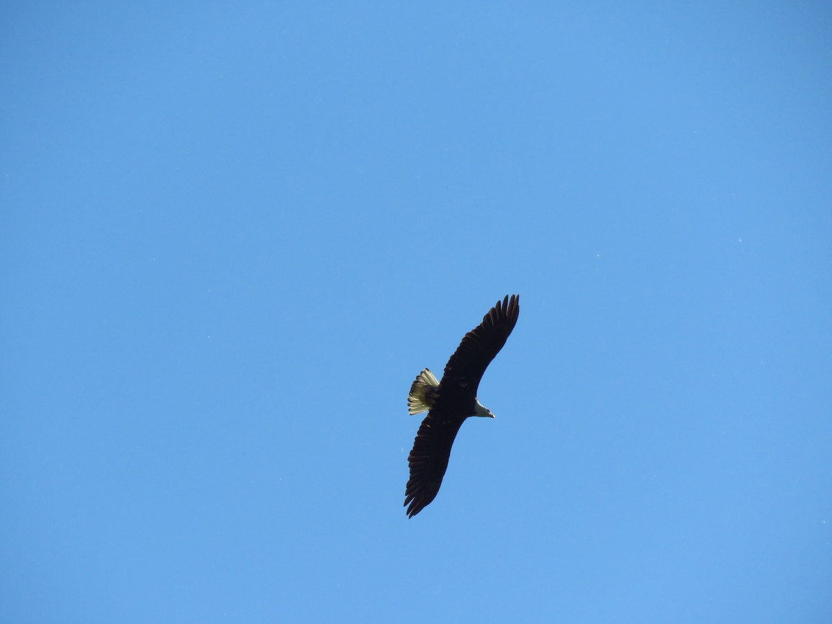 Bald Eagle - ML638992335