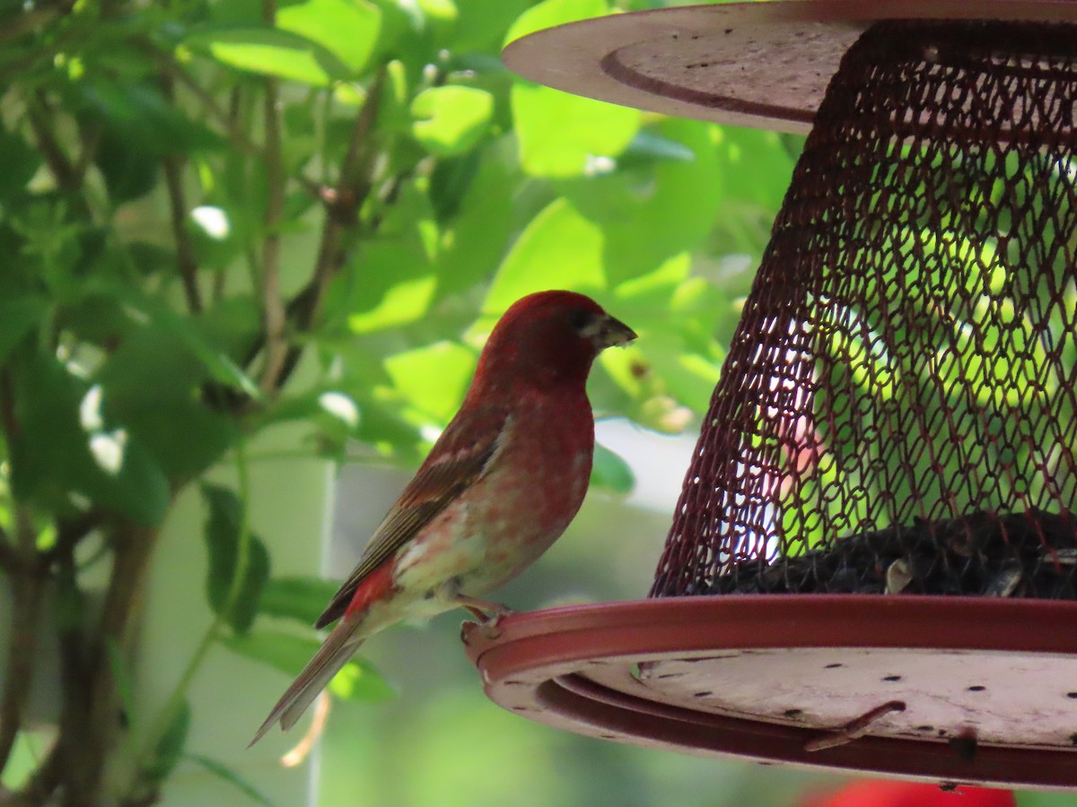 Purple Finch - ML638992345