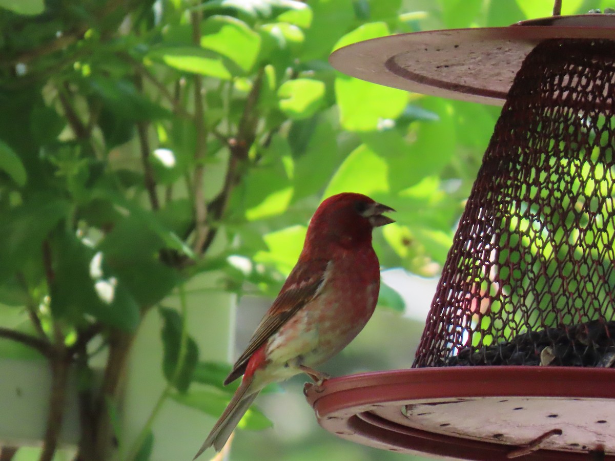 Purple Finch - ML638992346