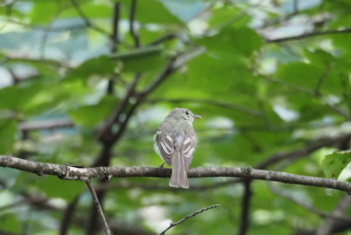 Acadian Flycatcher - ML638992363