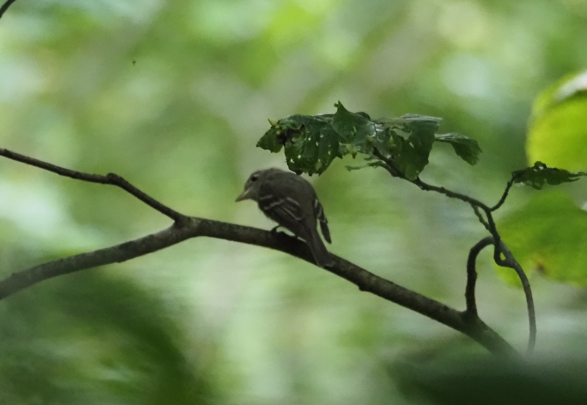 Acadian Flycatcher - ML638992369