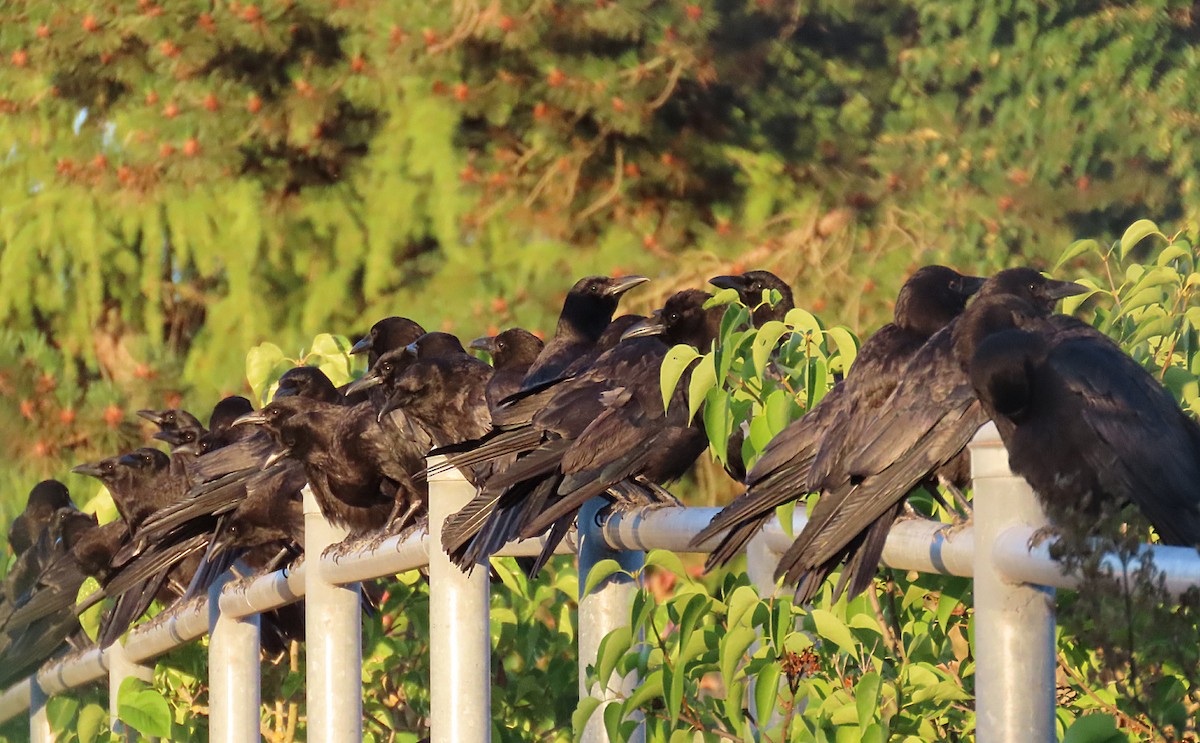 American Crow - ML638992370
