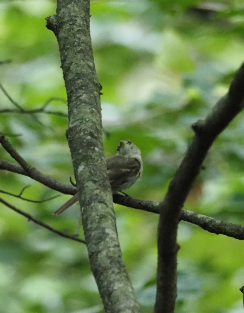 Acadian Flycatcher - ML638992373