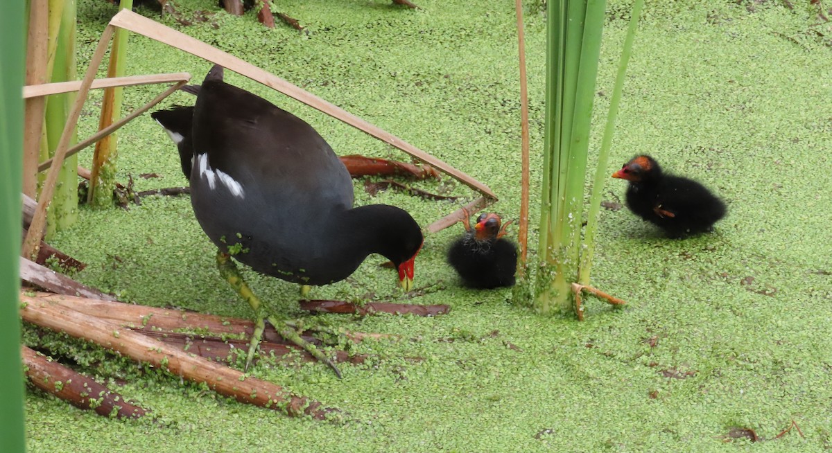 Common Gallinule - ML638992382