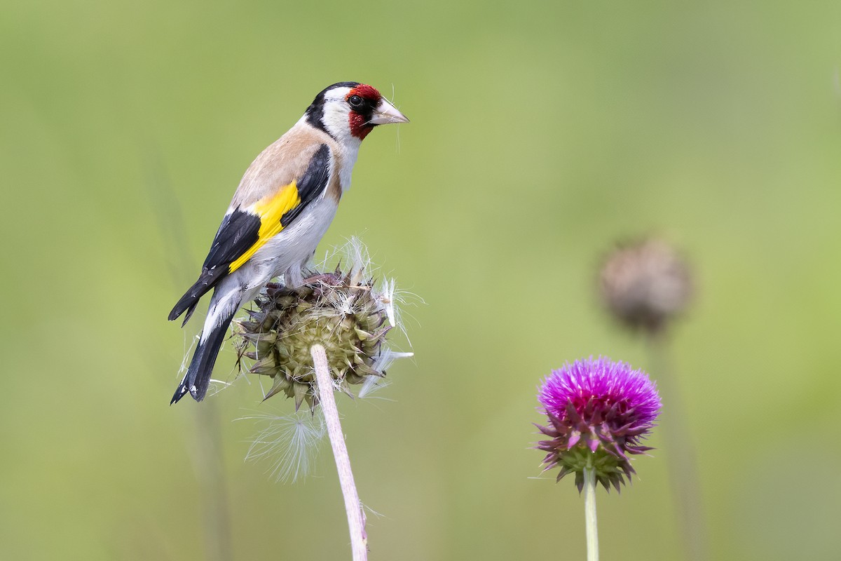 European Goldfinch - ML638992387