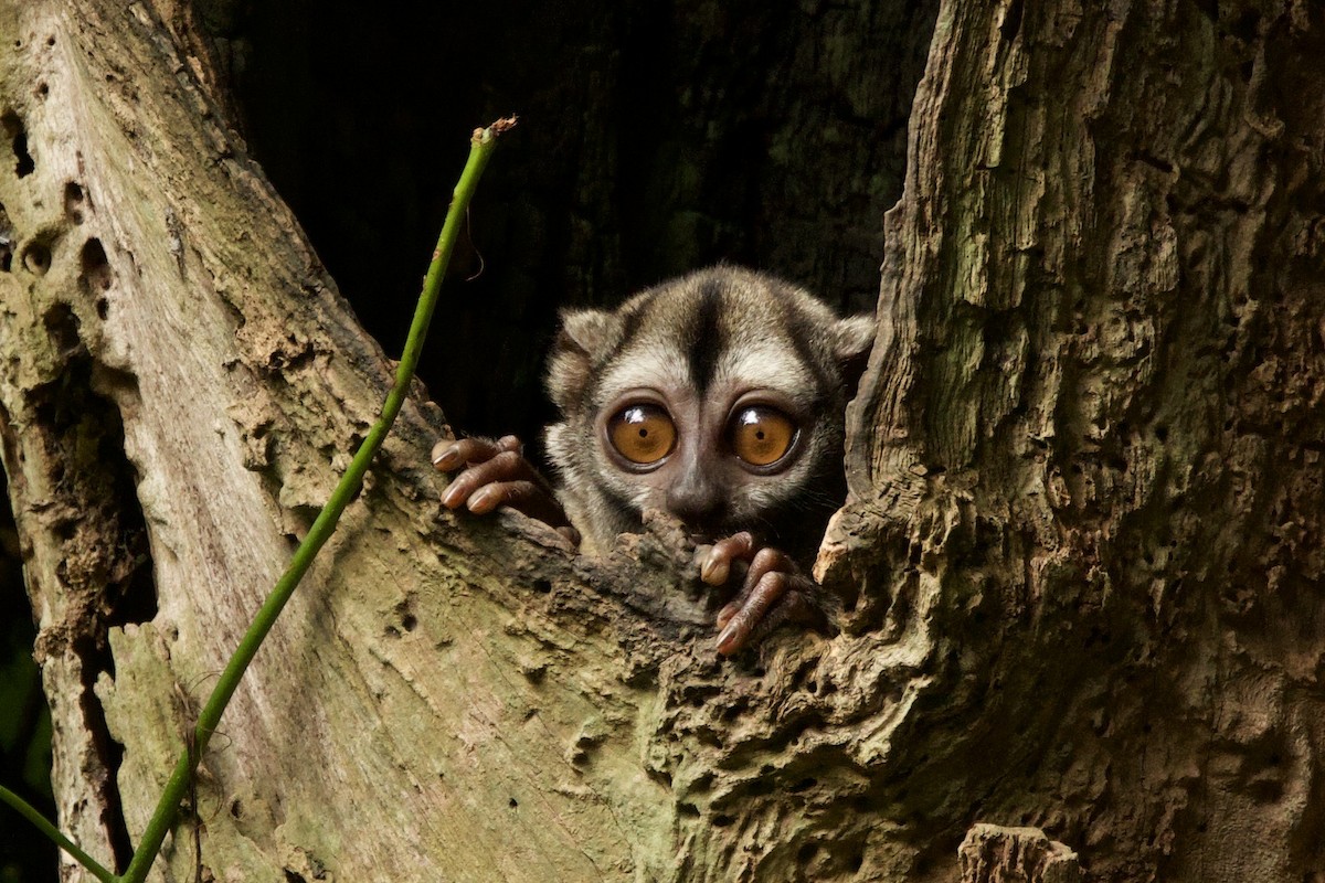 Spix's Night Monkey - John Bruin