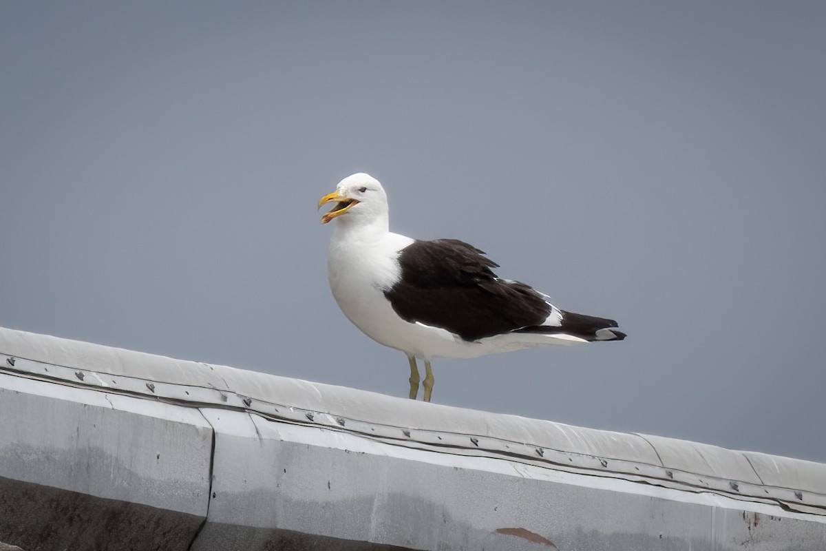 Kelp Gull (dominicanus) - ML638992414