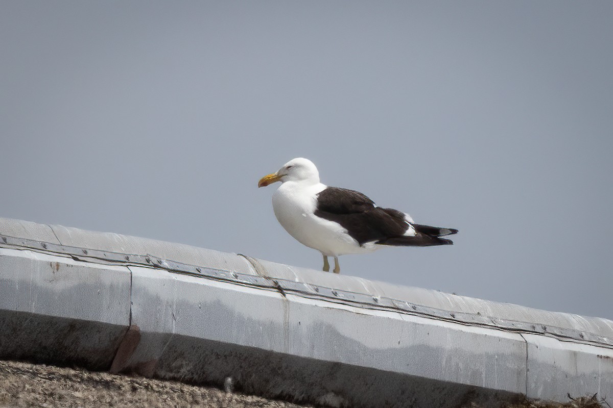 Kelp Gull (dominicanus) - ML638992415