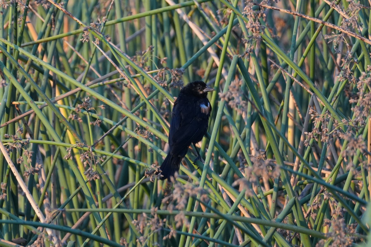Red-winged Blackbird - ML638992430