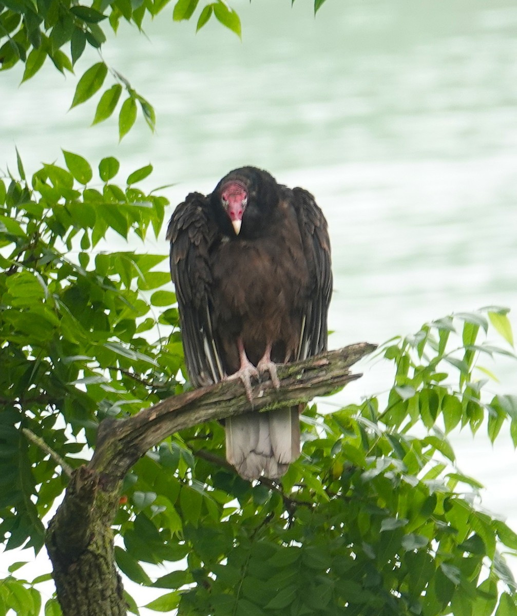 Turkey Vulture - ML638992439