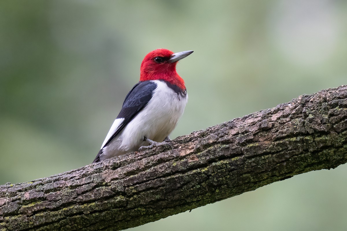Red-headed Woodpecker - ML638992445