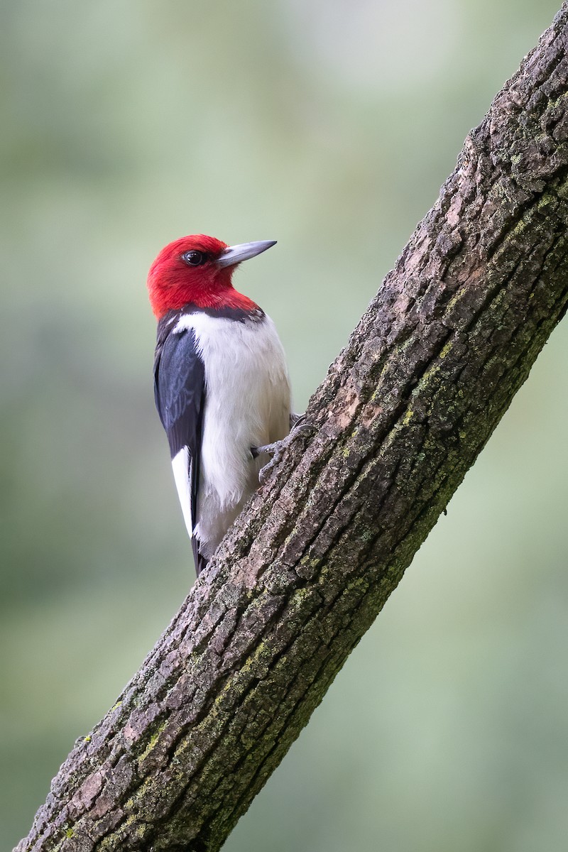 Red-headed Woodpecker - ML638992446