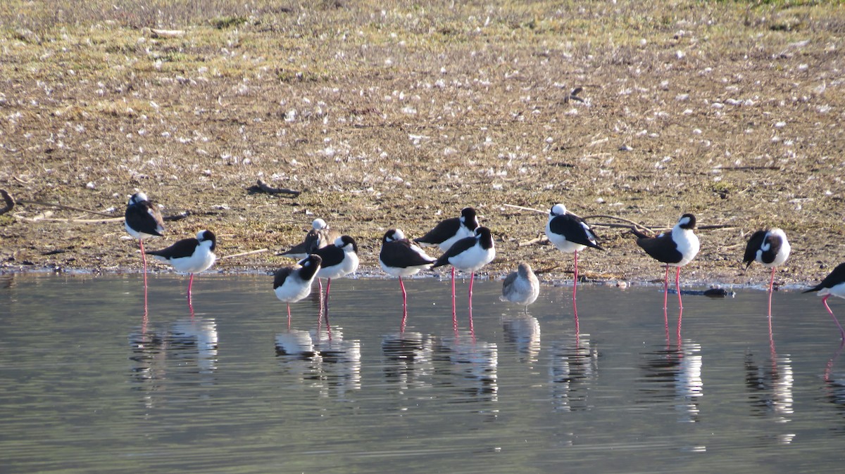 Kuliska (Tringa) sp. - ML638992448