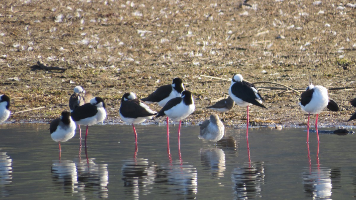 Kuliska (Tringa) sp. - ML638992449