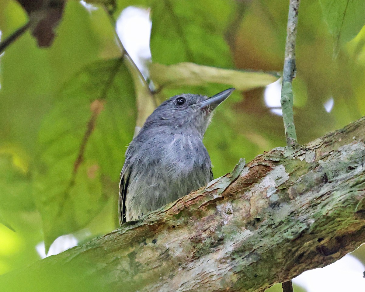 Mouse-colored Antshrike - ML638992452