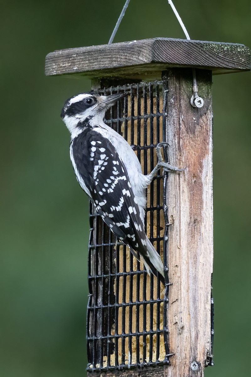Hairy Woodpecker - ML638992455