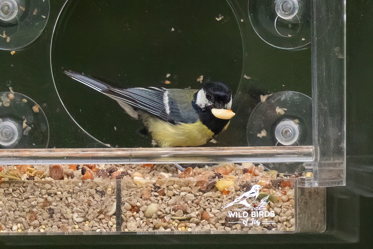 Great Tit - ML638992461