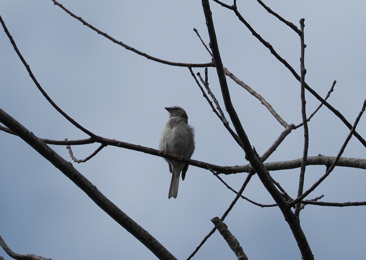 Chipping Sparrow - ML638992471